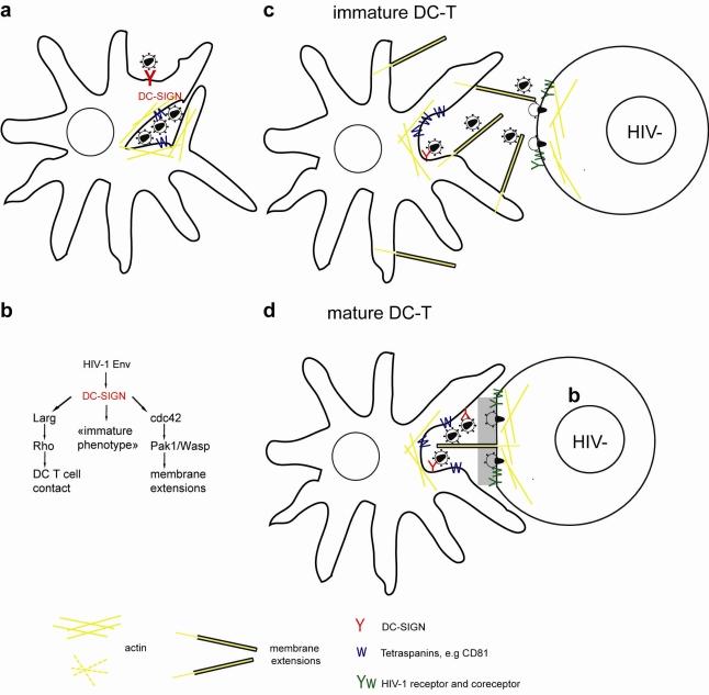https://cdn.ncbi.nlm.nih.gov/pmc/blobs/5f0b/3187690/2645ae04f53a/viruses-03-01757f3.jpg