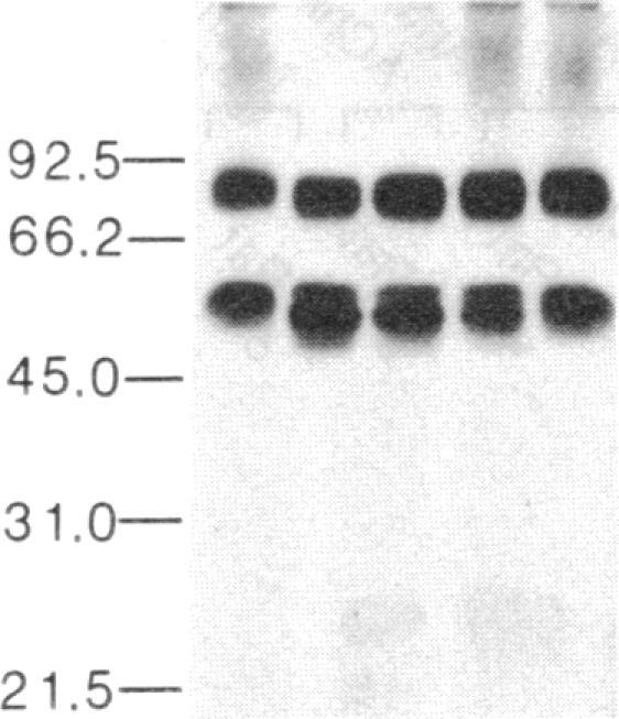 https://cdn.ncbi.nlm.nih.gov/pmc/blobs/5f10/304257/435a27f38375/pnas00267-0285-c.jpg