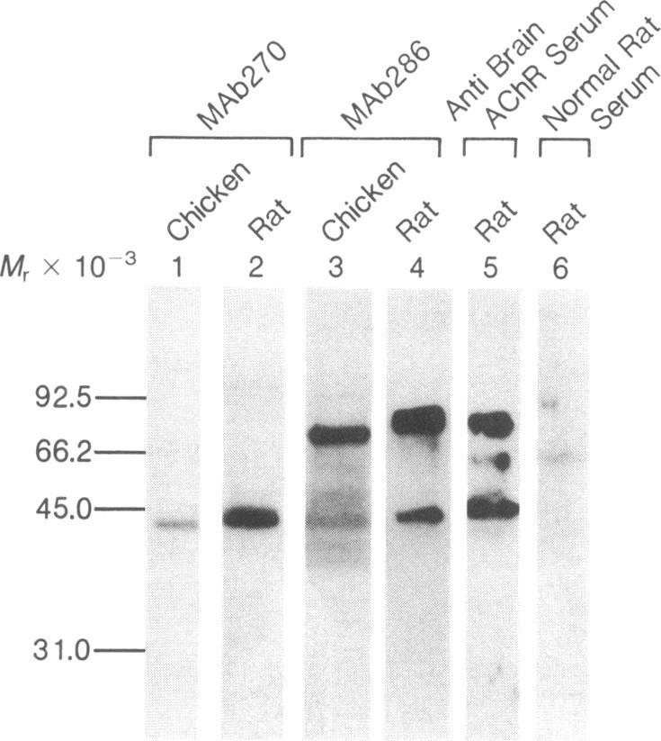 https://cdn.ncbi.nlm.nih.gov/pmc/blobs/5f10/304257/4c604e5bf6f5/pnas00267-0286-a.jpg