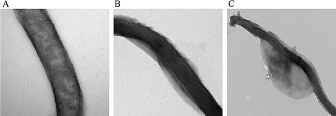 https://cdn.ncbi.nlm.nih.gov/pmc/blobs/5f14/2327290/e4c080ed27e2/mmi0068-0786-f6.jpg