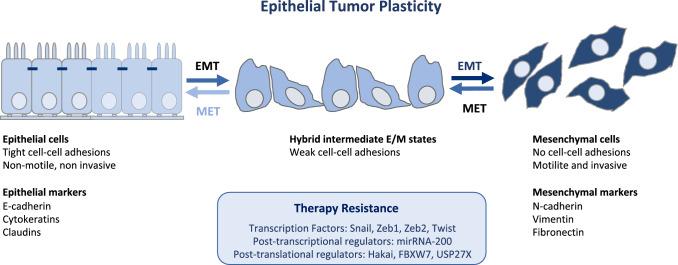https://cdn.ncbi.nlm.nih.gov/pmc/blobs/5f14/8241801/14e173c2e69d/204_2021_3063_Fig1_HTML.jpg