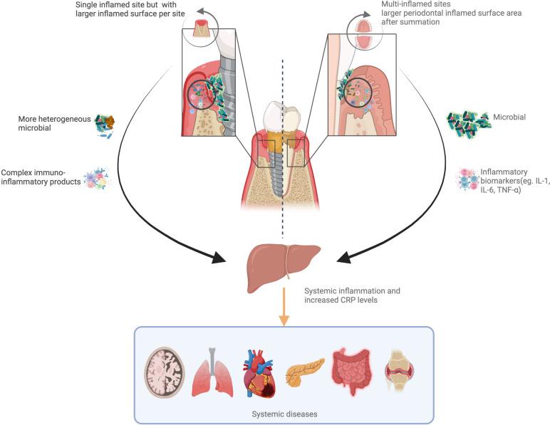 https://cdn.ncbi.nlm.nih.gov/pmc/blobs/5f16/10484704/6cfcc6a403db/fimmu-14-1235155-g004.jpg