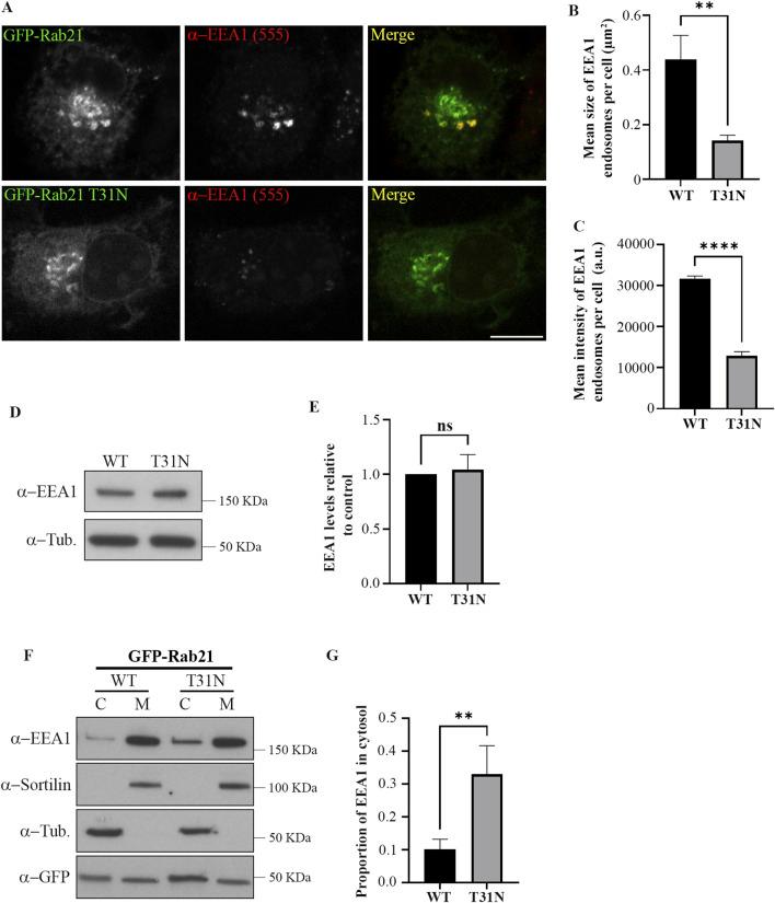 https://cdn.ncbi.nlm.nih.gov/pmc/blobs/5f17/12162657/32173f82b027/fcell-13-1588308-g001.jpg
