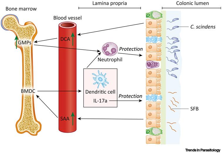 https://cdn.ncbi.nlm.nih.gov/pmc/blobs/5f17/7840892/15e51ff96e06/nihms-1642829-f0002.jpg