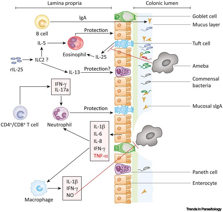 https://cdn.ncbi.nlm.nih.gov/pmc/blobs/5f17/7840892/e5bcc7f649e6/nihms-1642829-f0001.jpg