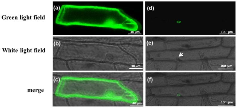 https://cdn.ncbi.nlm.nih.gov/pmc/blobs/5f19/3876133/786a4d15fe55/ijms-14-24643f2.jpg
