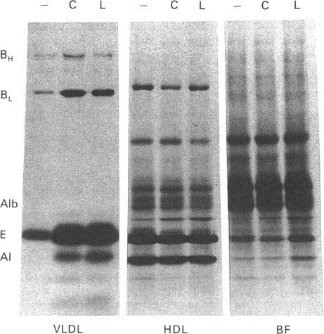 https://cdn.ncbi.nlm.nih.gov/pmc/blobs/5f1d/1138647/aabc8a58a15e/biochemj00207-0208-a.jpg