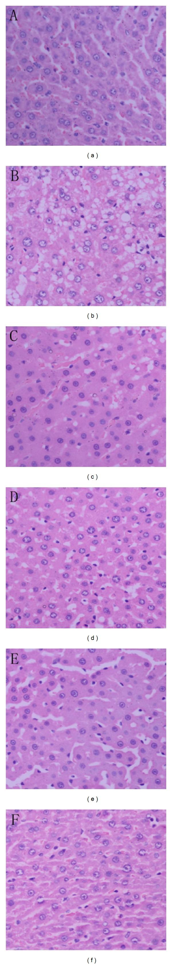 https://cdn.ncbi.nlm.nih.gov/pmc/blobs/5f1f/3821916/5d00d36a6568/ECAM2013-125416.004.jpg