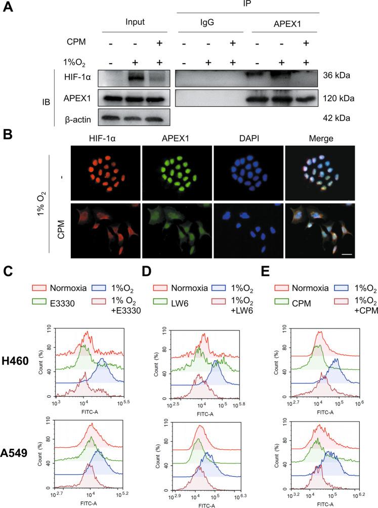 https://cdn.ncbi.nlm.nih.gov/pmc/blobs/5f1f/8121842/3a68f18a63ba/41419_2021_3771_Fig3_HTML.jpg