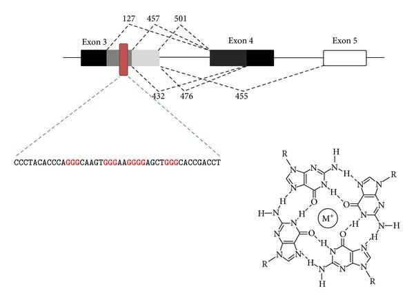 https://cdn.ncbi.nlm.nih.gov/pmc/blobs/5f20/4020195/23b7520af0d3/SCIENTIFICA2014-757549.008.jpg