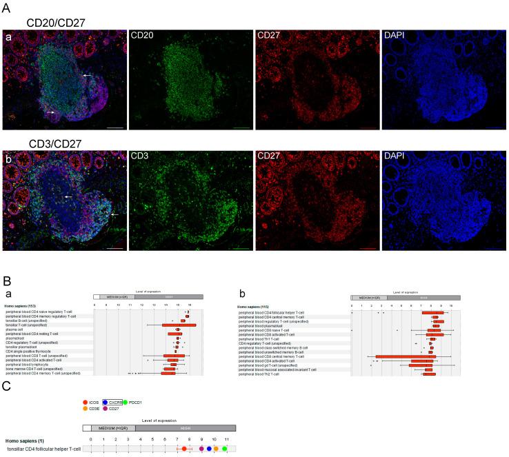 https://cdn.ncbi.nlm.nih.gov/pmc/blobs/5f22/7692185/65d38daeffd7/cancers-12-03117-g005.jpg