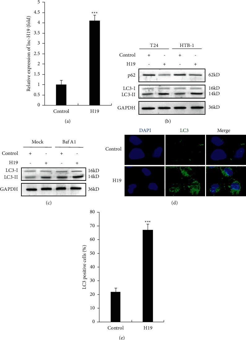 https://cdn.ncbi.nlm.nih.gov/pmc/blobs/5f22/9124072/40ed9a260061/JO2022-3465459.004.jpg