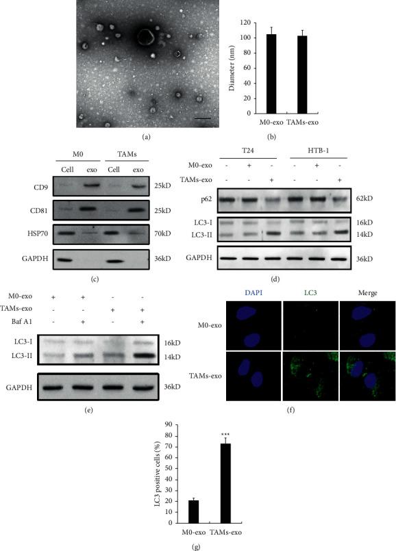 https://cdn.ncbi.nlm.nih.gov/pmc/blobs/5f22/9124072/f3b6c91718c0/JO2022-3465459.001.jpg