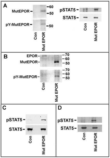 https://cdn.ncbi.nlm.nih.gov/pmc/blobs/5f27/2916842/361e5d0f5b24/pone.0012015.g005.jpg