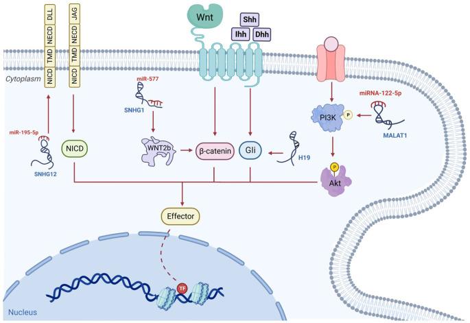 https://cdn.ncbi.nlm.nih.gov/pmc/blobs/5f2a/11249743/5756419a01eb/fendo-15-1415722-g004.jpg