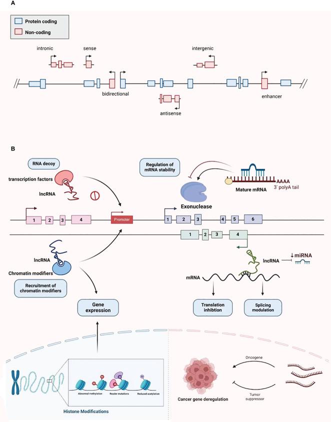 https://cdn.ncbi.nlm.nih.gov/pmc/blobs/5f2a/11249743/6b937afd887f/fendo-15-1415722-g002.jpg