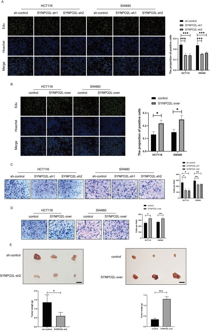 https://cdn.ncbi.nlm.nih.gov/pmc/blobs/5f2b/11379079/d32497a87c44/ijbsv20p4128g003.jpg