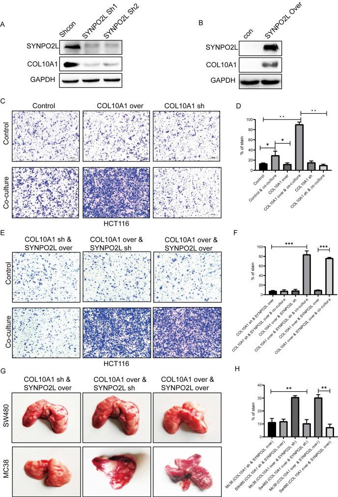 https://cdn.ncbi.nlm.nih.gov/pmc/blobs/5f2b/11379079/e0356e2abc0e/ijbsv20p4128g007.jpg
