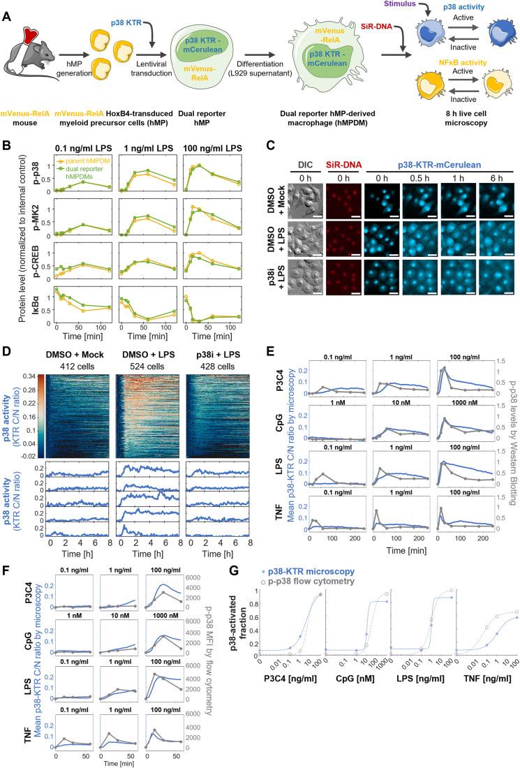 https://cdn.ncbi.nlm.nih.gov/pmc/blobs/5f2d/11297158/4920e71a5088/44320_2024_47_Fig1_HTML.jpg