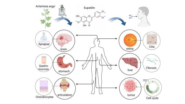 https://cdn.ncbi.nlm.nih.gov/pmc/blobs/5f30/12116271/8ab8ee5a31f0/j_jtim-2025-0016_fig_001.jpg