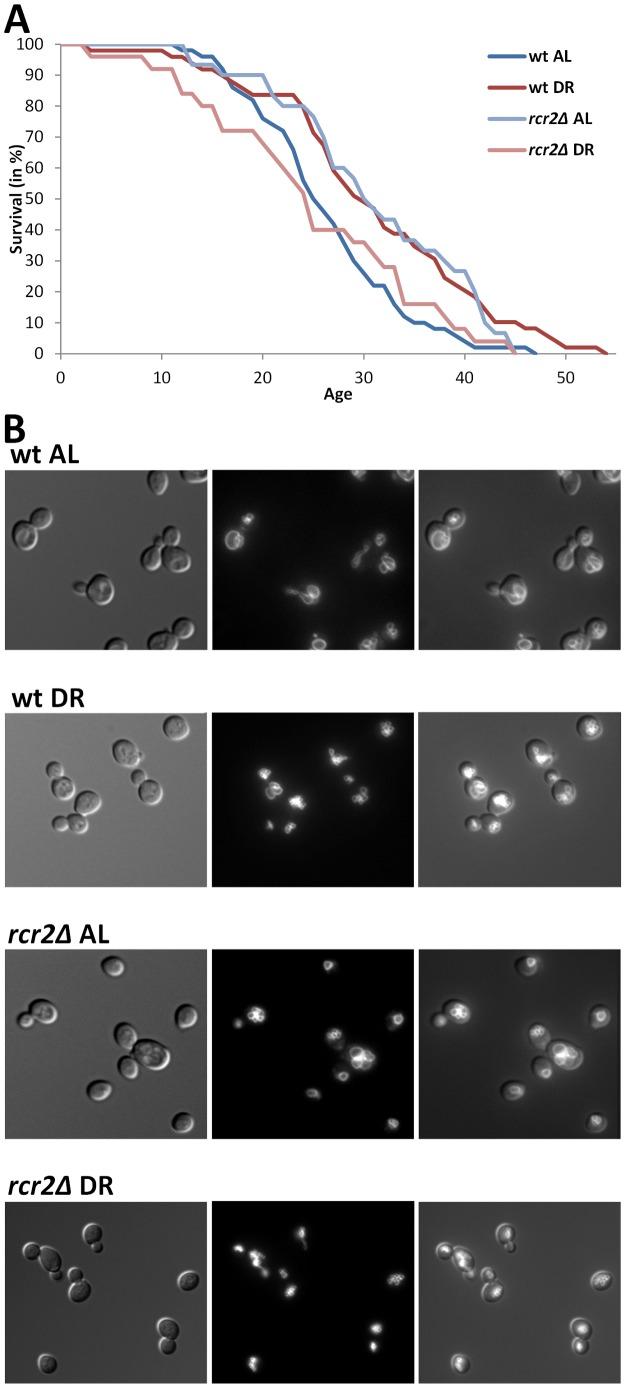 https://cdn.ncbi.nlm.nih.gov/pmc/blobs/5f37/3415404/acea35ea8d1c/pgen.1002834.g002.jpg
