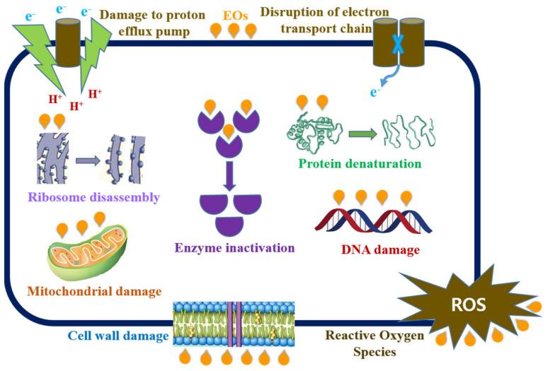 https://cdn.ncbi.nlm.nih.gov/pmc/blobs/5f3a/8466708/075274cffbe5/biomolecules-11-01267-g003.jpg