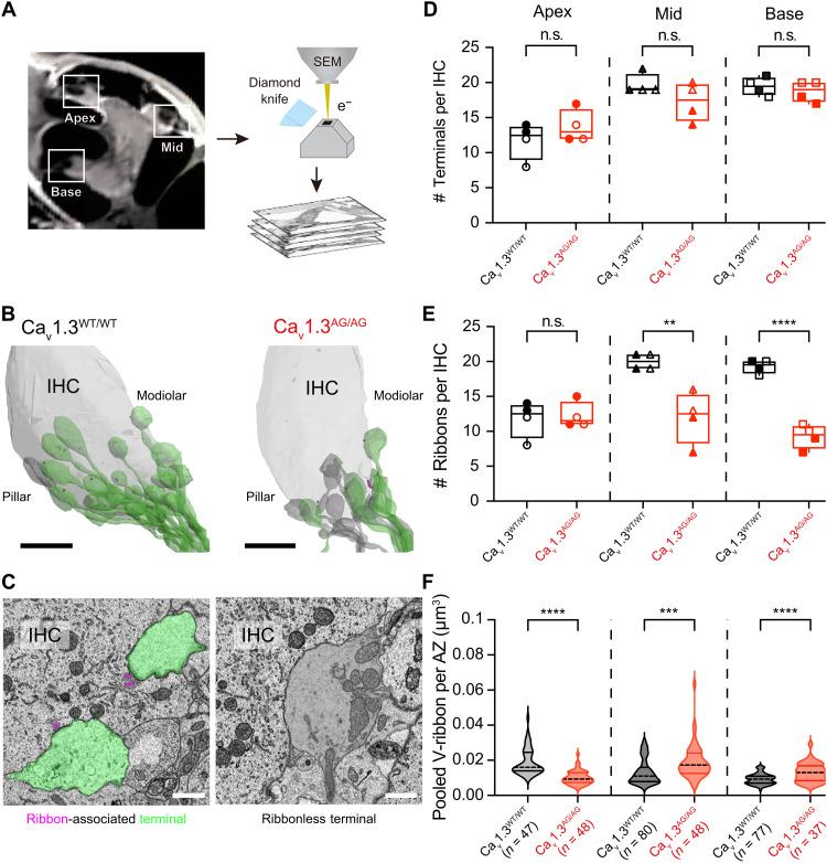 https://cdn.ncbi.nlm.nih.gov/pmc/blobs/5f3b/12225641/13b9407085ed/sciadv.adu7898-f5.jpg
