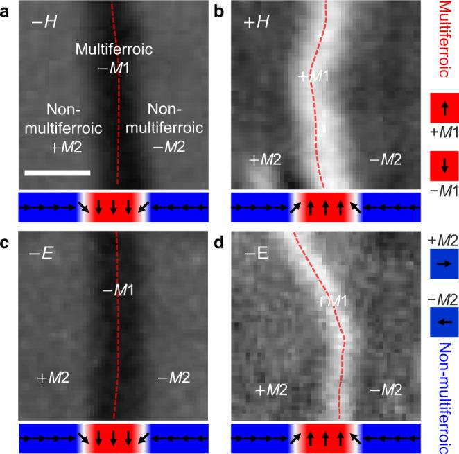 https://cdn.ncbi.nlm.nih.gov/pmc/blobs/5f3f/8115534/eaeef16bfc7d/41467_2021_22808_Fig4_HTML.jpg