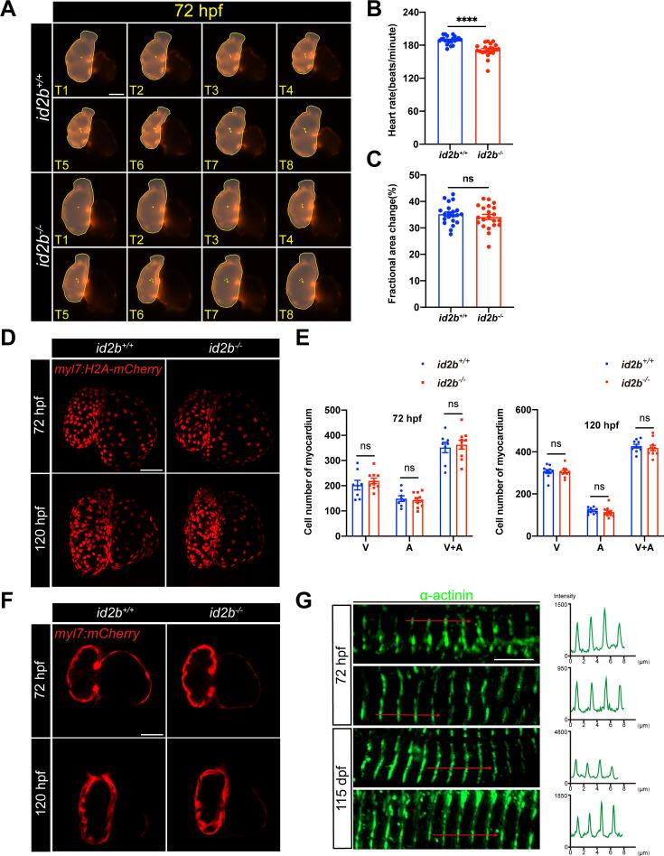 https://cdn.ncbi.nlm.nih.gov/pmc/blobs/5f41/12289310/04fbdd3cd6fa/elife-101151-fig5-figsupp2.jpg
