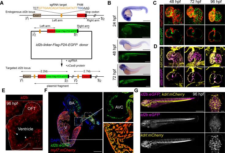 https://cdn.ncbi.nlm.nih.gov/pmc/blobs/5f41/12289310/3ae811c2f3f5/elife-101151-fig2.jpg