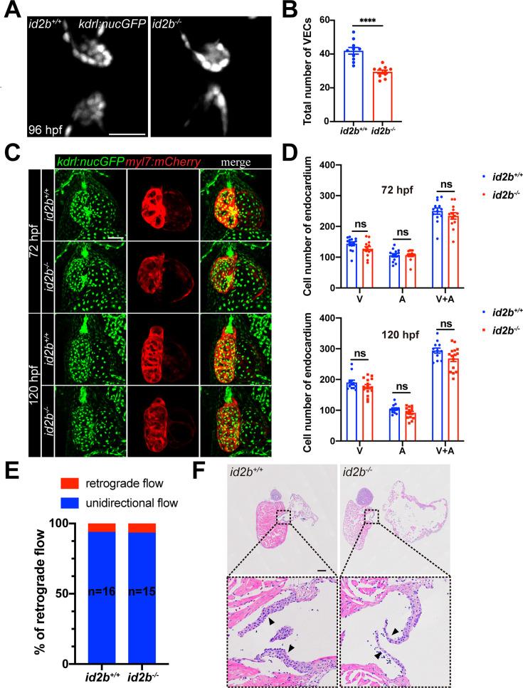 https://cdn.ncbi.nlm.nih.gov/pmc/blobs/5f41/12289310/4ac458209962/elife-101151-fig4-figsupp1.jpg