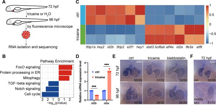 https://cdn.ncbi.nlm.nih.gov/pmc/blobs/5f41/12289310/a12d96fa42b0/elife-101151-fig1.jpg