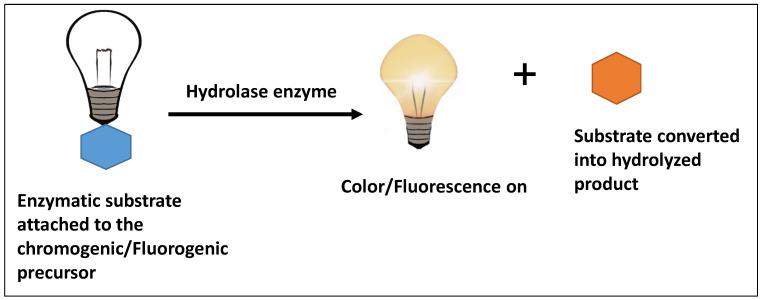 https://cdn.ncbi.nlm.nih.gov/pmc/blobs/5f44/9313409/56e5cd05130e/biosensors-12-00489-g001.jpg