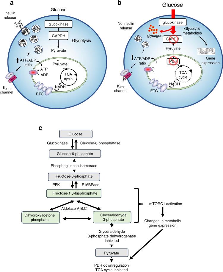 https://cdn.ncbi.nlm.nih.gov/pmc/blobs/5f44/9663558/63cfe75fd17d/41467_2022_34095_Fig10_HTML.jpg