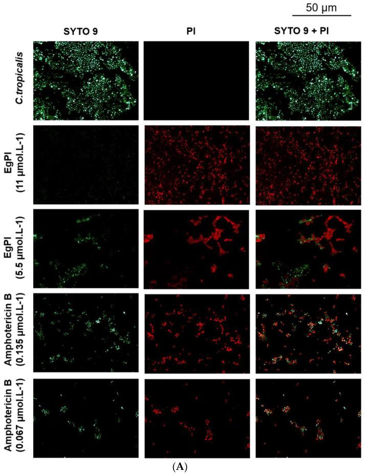 https://cdn.ncbi.nlm.nih.gov/pmc/blobs/5f4a/11357210/a5c812e3dd8c/molecules-29-03777-g011a.jpg