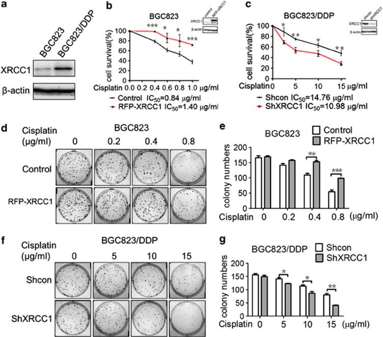 https://cdn.ncbi.nlm.nih.gov/pmc/blobs/5f4a/3944244/0046813b3273/cddis201427f2.jpg