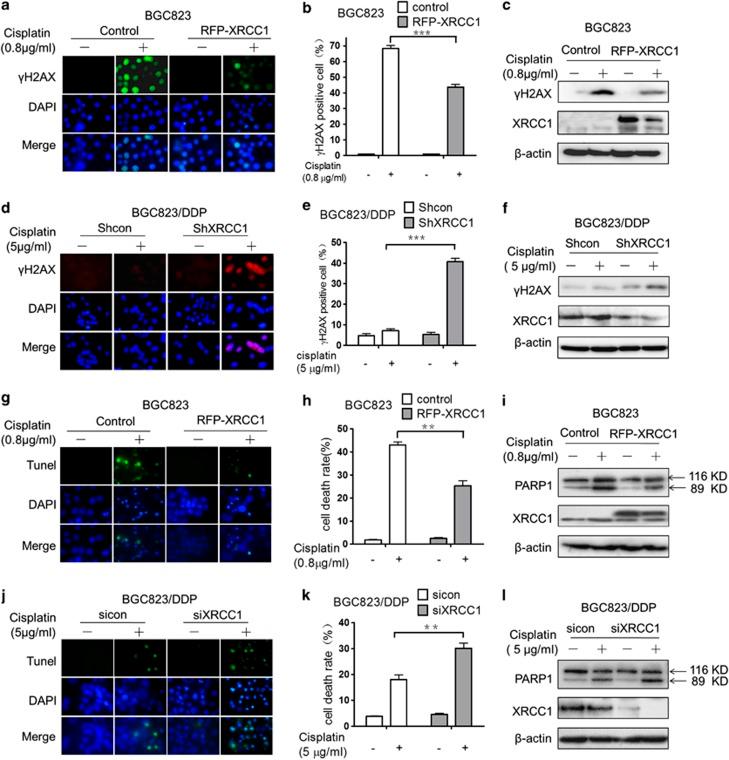 https://cdn.ncbi.nlm.nih.gov/pmc/blobs/5f4a/3944244/1935a5b3e982/cddis201427f3.jpg