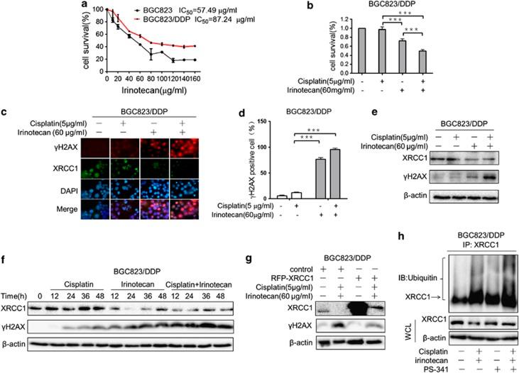 https://cdn.ncbi.nlm.nih.gov/pmc/blobs/5f4a/3944244/1dda0b697924/cddis201427f5.jpg