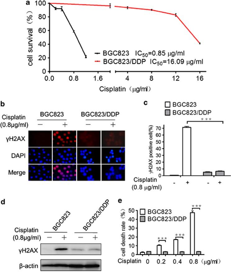 https://cdn.ncbi.nlm.nih.gov/pmc/blobs/5f4a/3944244/1e846eff41fa/cddis201427f1.jpg