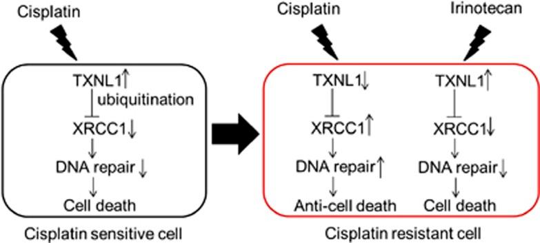 https://cdn.ncbi.nlm.nih.gov/pmc/blobs/5f4a/3944244/2d75b7aa0402/cddis201427f8.jpg