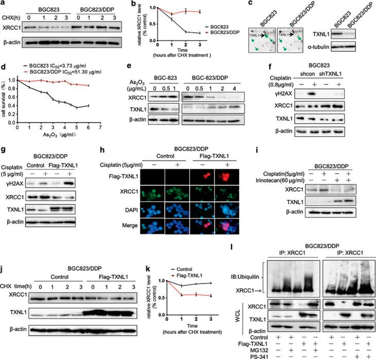 https://cdn.ncbi.nlm.nih.gov/pmc/blobs/5f4a/3944244/3b1ae6a6c732/cddis201427f6.jpg