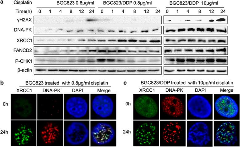 https://cdn.ncbi.nlm.nih.gov/pmc/blobs/5f4a/3944244/df6d5c89ff3e/cddis201427f4.jpg
