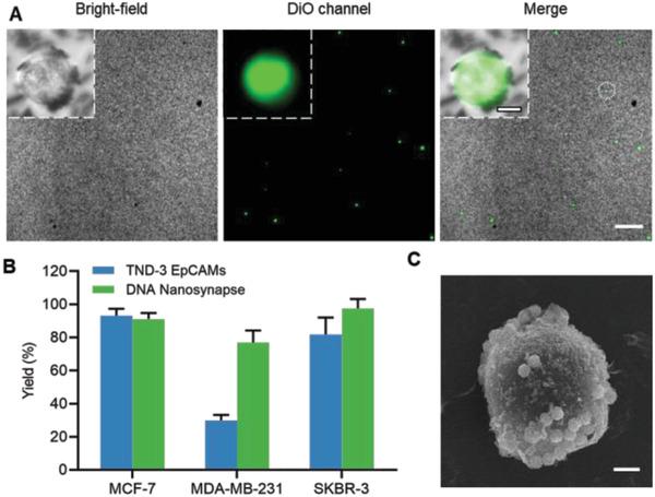 https://cdn.ncbi.nlm.nih.gov/pmc/blobs/5f4a/7539197/2b898a349113/ADVS-7-2000647-g002.jpg