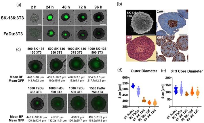 https://cdn.ncbi.nlm.nih.gov/pmc/blobs/5f4b/12079514/5bef6461eeed/BTM2-10-e10731-g007.jpg