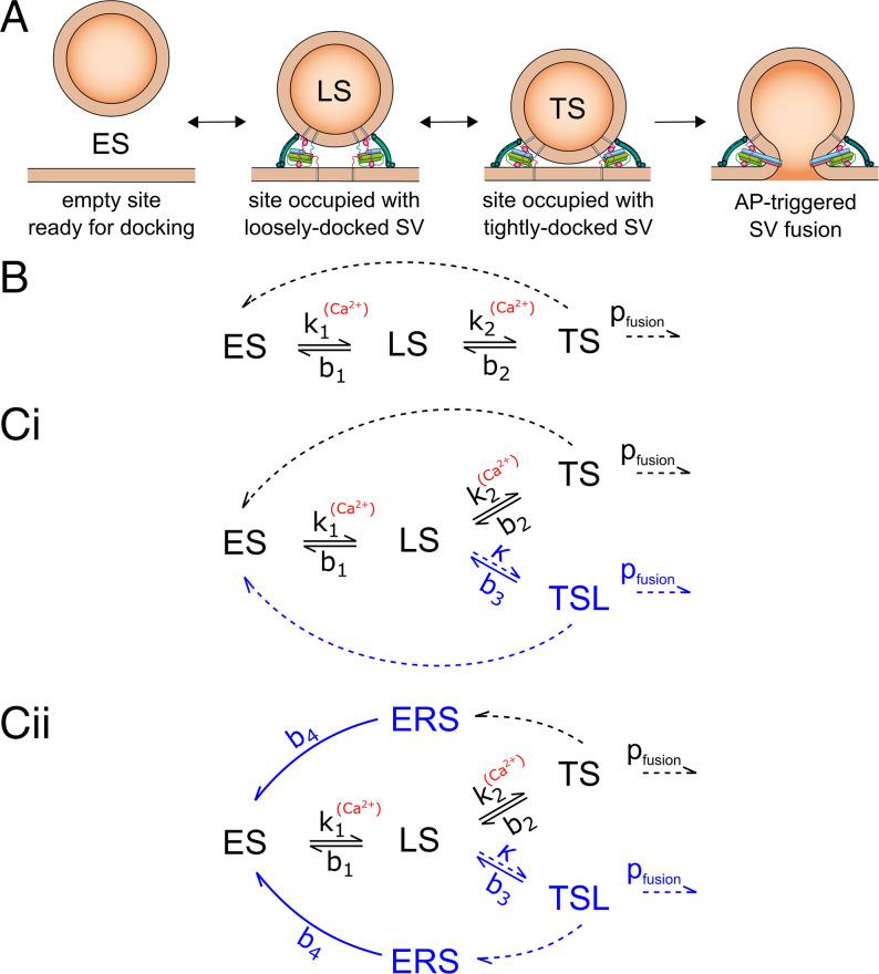 https://cdn.ncbi.nlm.nih.gov/pmc/blobs/5f4b/9407230/8829bfe496cf/pnas.2207987119fig01.jpg