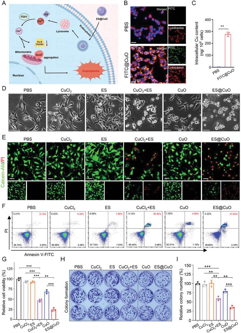 https://cdn.ncbi.nlm.nih.gov/pmc/blobs/5f4d/11095170/29077f3f98c7/ADVS-11-2309984-g008.jpg