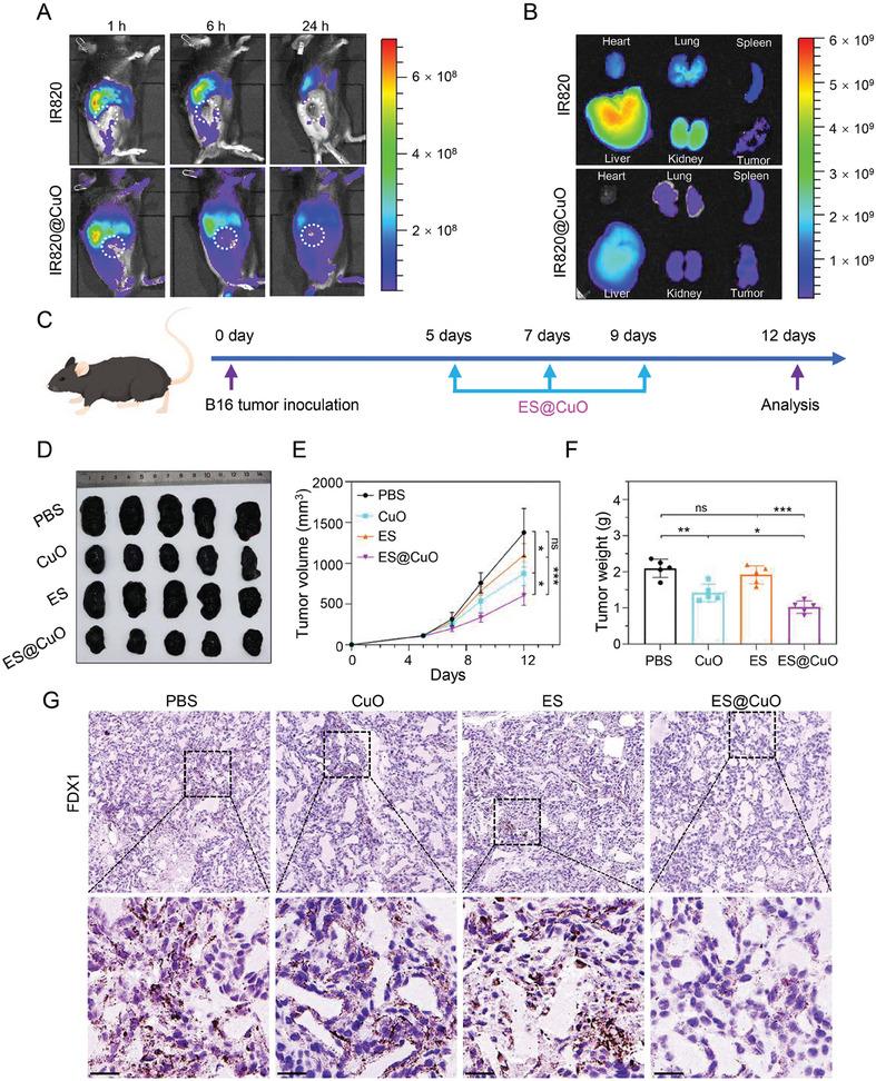 https://cdn.ncbi.nlm.nih.gov/pmc/blobs/5f4d/11095170/9757dc97ea72/ADVS-11-2309984-g002.jpg