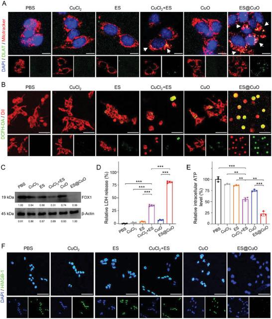 https://cdn.ncbi.nlm.nih.gov/pmc/blobs/5f4d/11095170/c4ece9f09519/ADVS-11-2309984-g005.jpg