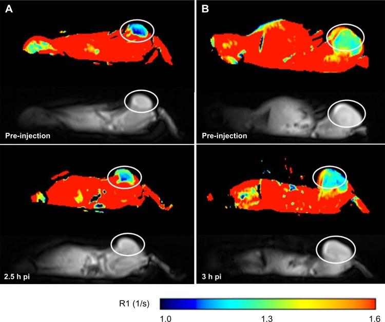 https://cdn.ncbi.nlm.nih.gov/pmc/blobs/5f50/3862508/2a322ed4463f/ijn-8-4659Fig5.jpg