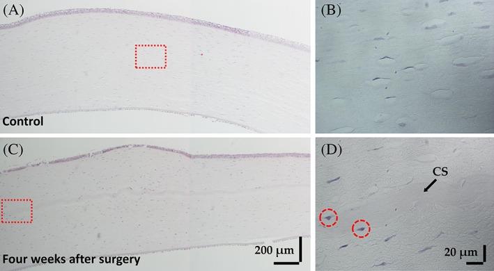 https://cdn.ncbi.nlm.nih.gov/pmc/blobs/5f52/7065634/cf506a896c55/JBIO-12-e201900098-g009.jpg
